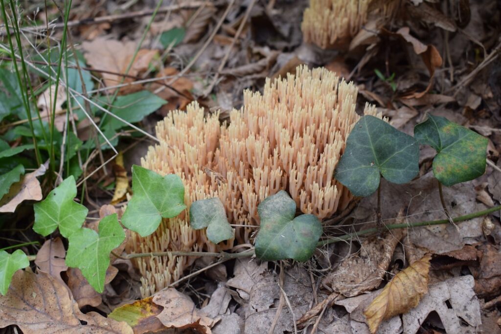 Genieten van pasta met paddenstoelen: een smaakvolle maaltijd voor ieder moment