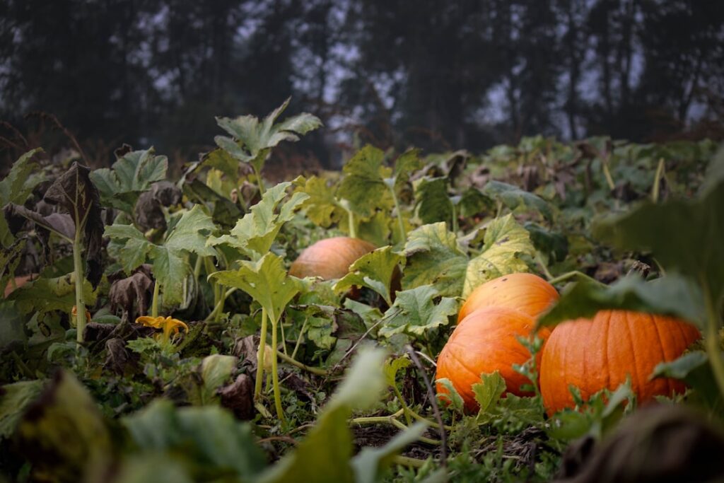 Pompoen curry: kleur en smaak op je bord